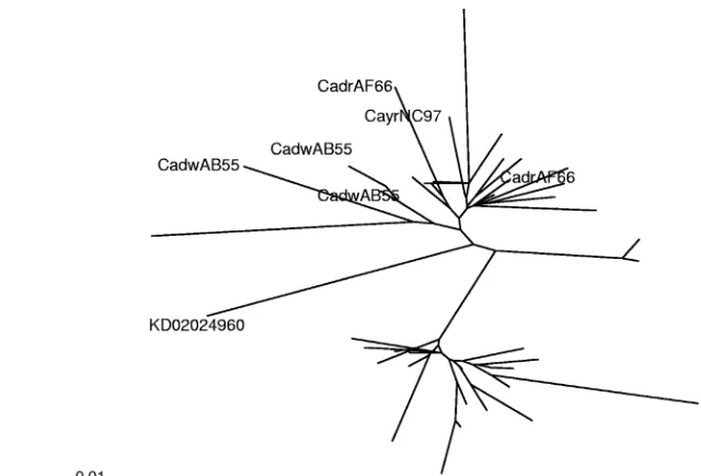 FIG. 5. Phylogenetic tree of all samples classiﬁed as genotype C by sequence analysis, including the Internet reference sequences