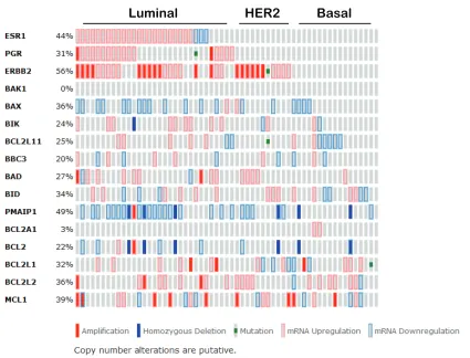 Figure 3: Expression signature of Bcl-2 family proteins in human breast cancer cell lines according to the cancer cell line encyclopedia as curated by the cancer genome atlas