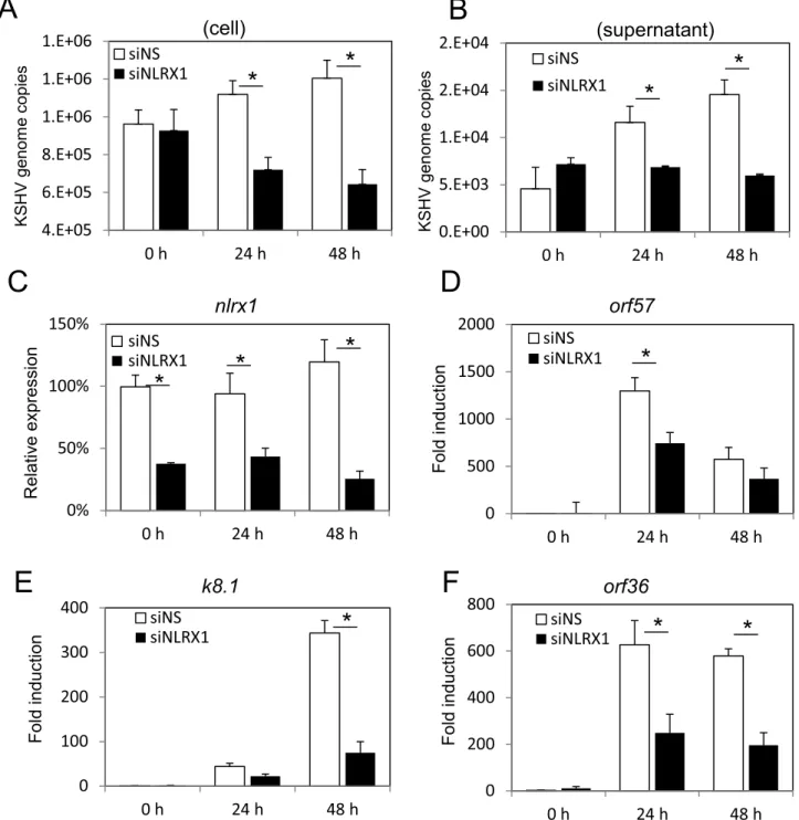 Fig 7. NLRX1 is required for optimal KSHV reactivation in BCBL-1 cells. BCBL-1 cells were transfected with NS or NLRX1 siRNA for 48 hours and then treated with TPA and sodium butyrate for various time points