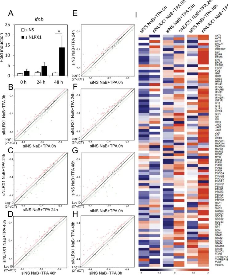 Fig 8. NLRX1 knock down results in enhanced interferon responses upon KSHV reactivation in BCBL-1 cells