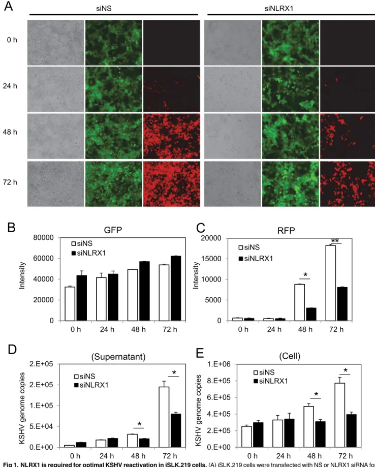 Fig 1. NLRX1 is required for optimal KSHV reactivation in iSLK.219 cells. (A) iSLK.219 cells were transfected with NS or NLRX1 siRNA for 48 hours and then treated with Dox for various time points