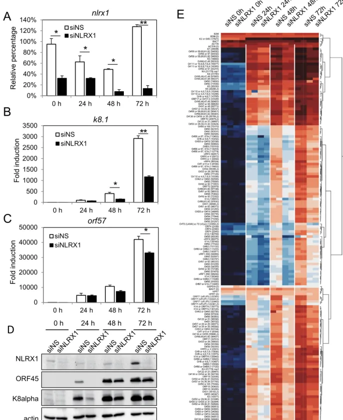 Fig 2. Loss of NLRX1 attenuates global KSHV gene expression upon reactivation. iSLK.219 cells were transfected with NS or NLRX1 siRNA for 48 hours and then treated with Dox for various time points