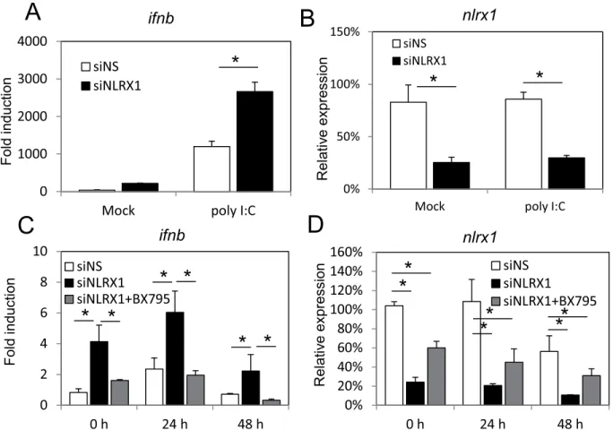Fig 4. NLRX1 negatively regulates MAVS-dependent type I interferon response. (A) iSLK.219 cells were transfected with NS or NLRX1 siRNA for 72 hours