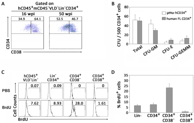 Fig 1. Development of functional human CD34 + HPCs in BM of humanized mice. (A) Representative dot plots showing distribution of human early CD34 + CD38 - and intermediate CD34 + CD38 + HPCs in BM of humanized mice