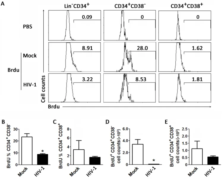 Fig 3. Chronic HIV-1 infection impairs proliferation of early CD34 + CD38 - HPCs in vivo of humanized mice