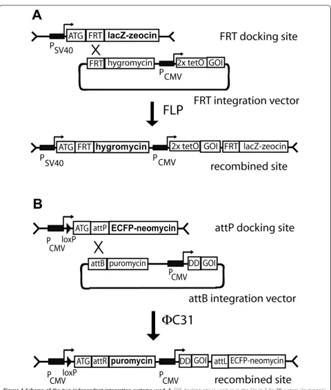 Figure 1 Scheme of the two independent integration systems used. A: FRT docking site is used as in the Flp-In T-Rex™ system (Invitrogen).The FRT sequence is placed downstream and in frame of the translational initiation codon ATG from the lacZ-zeocin fusio