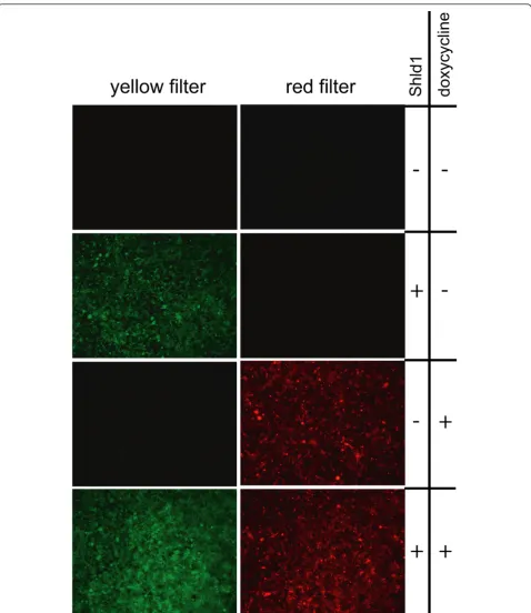 Figure 2 Independent integration and induction of fluorescent reporters. Cells of the cell line 19-3-1 have the Shld1 inducible DD-EYFPprotein integrated into the attP docking site and the doxycycline inducible DsRed protein integrated into the FRT docking