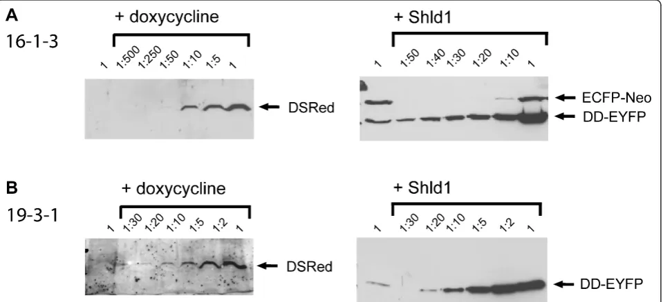 Figure 3 Quantification of reporter activation by western blotusing an anti-DsRed antibody (left panels) or an anti-GFP antibody (right panels)