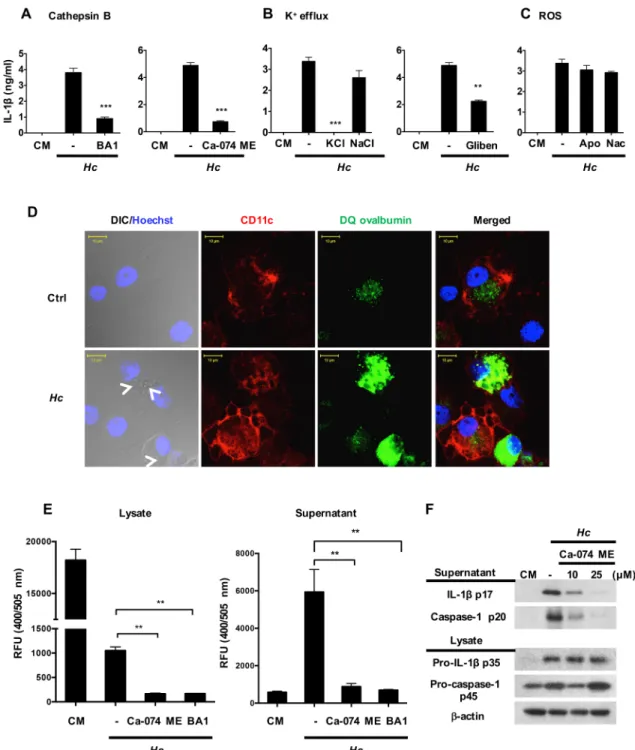 Fig 6. Cathepsin B and K + efflux both function as signals 2 in H. capsulatum-stimulated inflammasome activation.