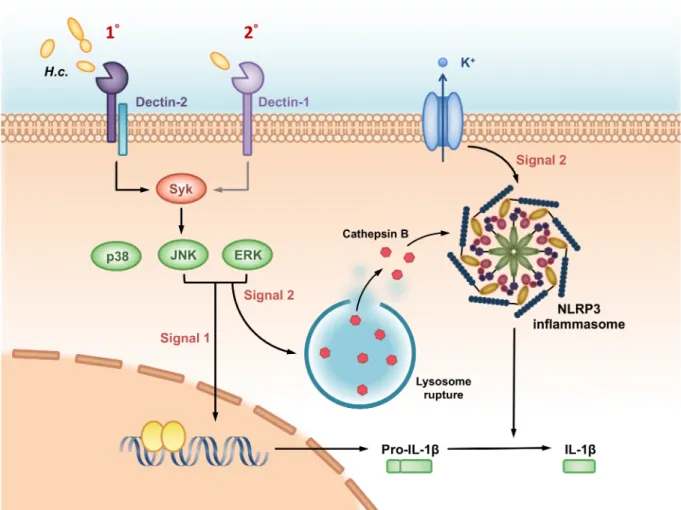 Fig 9. A working model—Dectin-2/Dectin-1 and their downstream signals regulate H. capsulatum-induced NLRP3 inflammasome activation