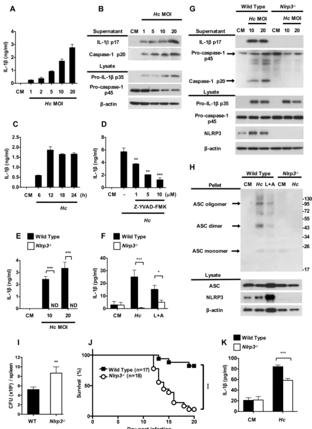 Fig 1. H. capsulatum induces NLRP3-dependent inflammasome activation. (A, B and C) BMDCs from wild type mice were stimulated with live H
