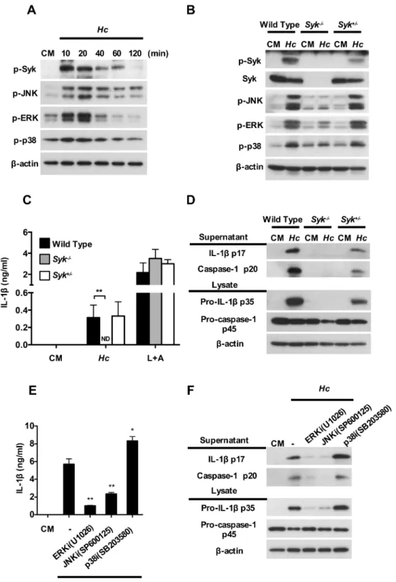 Fig 3. Syk-ERK/JNK pathway regulates inflammasome activation in response to H. capsulatum