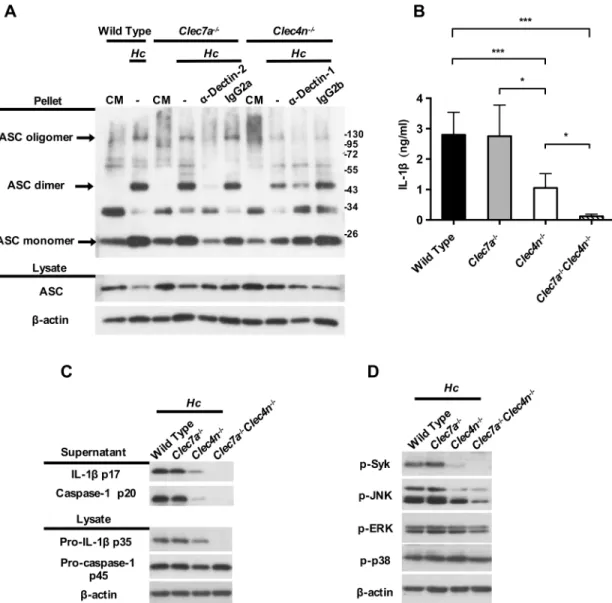 Fig 4. Dectin-1 deficiency further reduces inflammasome activation in the absence of functional Dectin-2 through Syk-JNK signal pathway