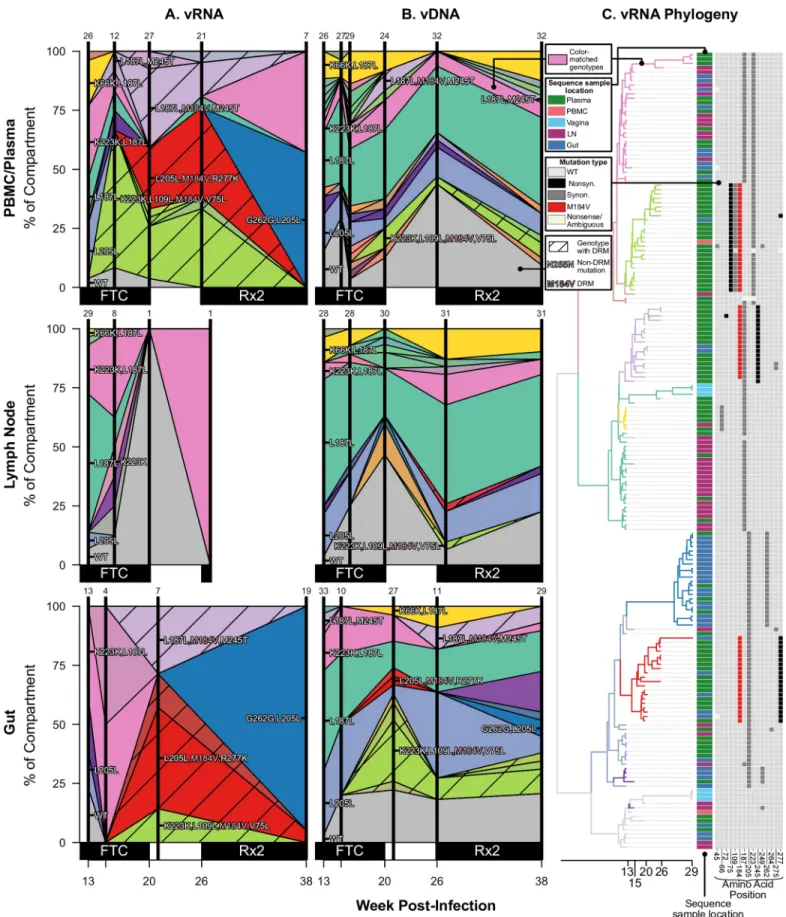 Fig 5. Drug resistance spreads dynamically across several compartments in macaque A99039 over the course of treatment