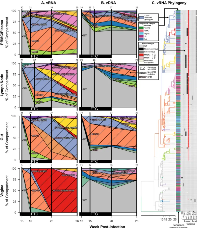 Fig 3. Drug resistance spreads dynamically across several compartments in macaque T98133 over the course of treatment