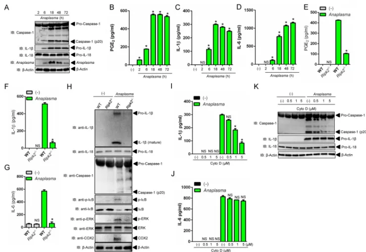 Fig 8. NLRC4 inflammasome activation is dependent on A. phagocytophilum internalization and RIPK2 function in macrophages.