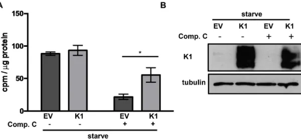 Fig 8. K1-expression facilitates AMPK activity in stressed cells. (A) HUVEC stably expressing empty vector (EV) or FLAG-K1 (K1) were deprived of serum and growth factors (starve) for 24 hours