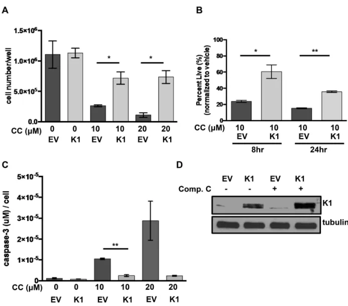 Fig 3. K1 expression provides a survival advantage in cells treated with compound C. (A) HEK-293 cells stably expressing empty vector (EV) or FLAG-K1 (K1) were treated in duplicate with 0 μM/ DMSO (0.2%), 20 μM compound C (CC) or 10 μM compound C for 6–8 h