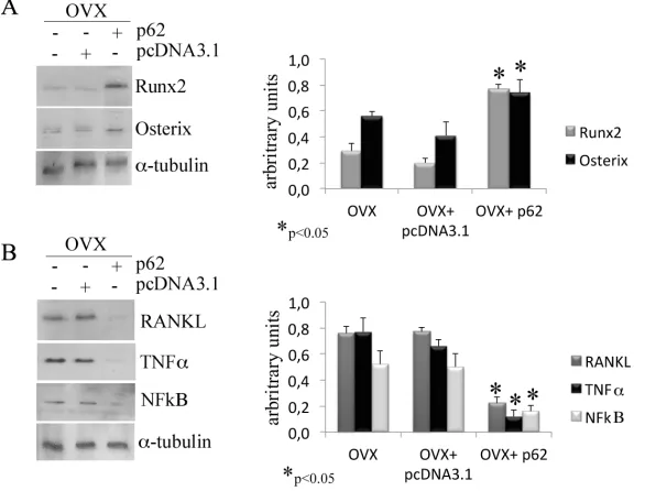 Figure 5: BMD and BMC evaluation after p62 treatment. Bone mineral density (A) and bone mineral content (B) were increased in OVX mice treated with p62­encoding plasmid