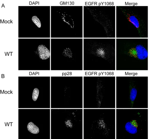 Fig 5. Activated EGFR localizes to the viral assembly compartment irrespective of stimulation