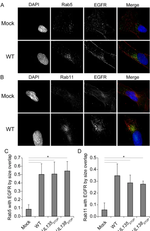 Fig 6. EGFR association with Rab 5 and Rab 11 vesicles increased in the context of infection.