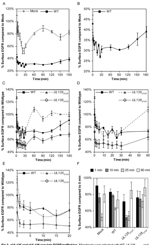 Fig 3. pUL135 and pUL138 regulate EGFR trafficking. Fibroblasts were infected with WT, UL135 STOP , and UL138 STOP virus at an MOI of 1