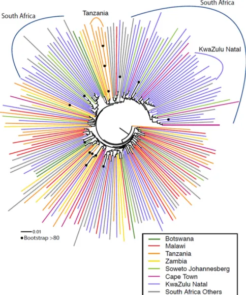 Fig 1. Maximum likelihood phylogenetic analysis of southern African clade C acute/early envelope nucleotide sequences (n = 200) (Table 1)