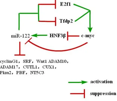 Figure 5. The model of the regulators and target genes relevant to HCC of miR-122 and the reciprocal regulation between miR-122 and c-Myc in liver.