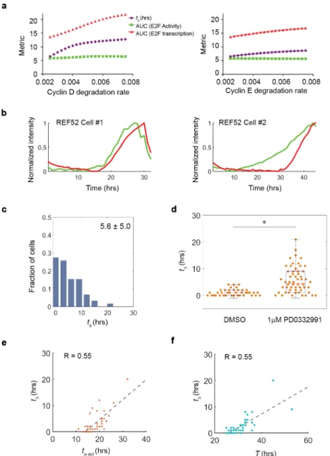 Fig 4. Cyclin D/CDK4/6 activity controls the lag and G1 lengthening (a) Simulation indicates prolonged t Δ upon cyclin D/CDK4/6 and cyclin E/CDK2inhibition