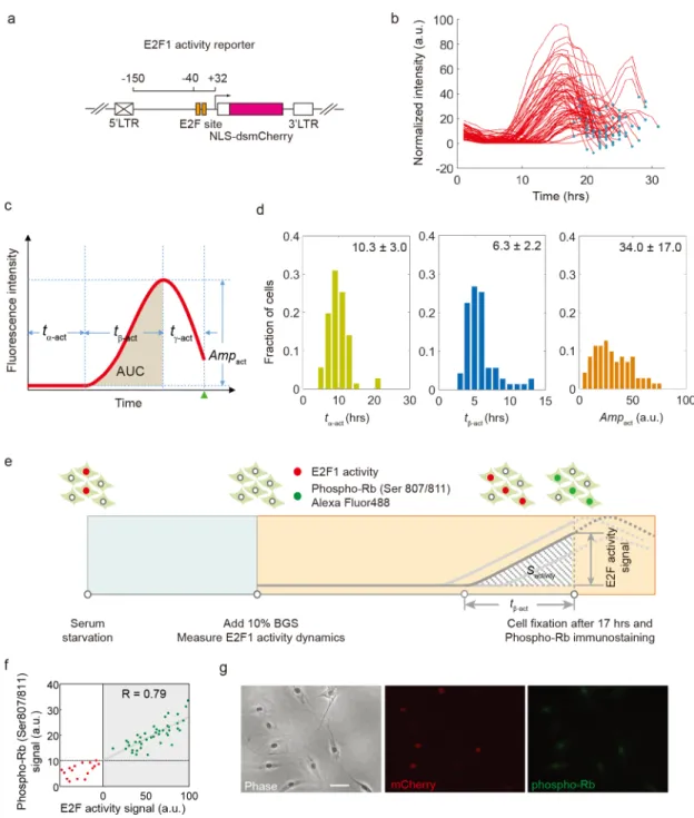 Fig 1. Measurement of E2F activity dynamics at the single-cell level. (a) The schematic of E2F1 activity reporter
