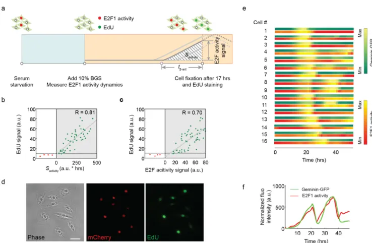 Fig 2. The integral of E2F activity correlates with DNA synthesis at the temporal scale