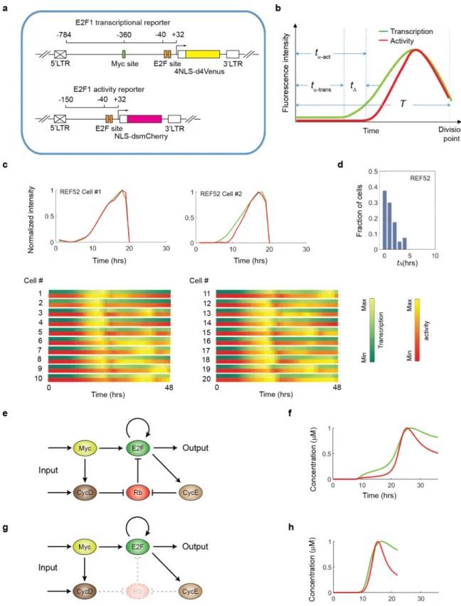 Fig 3. Origin and modulation of time delay between the onset of E2F1 transcriptional dynamics and that of E2F1 activity dynamics