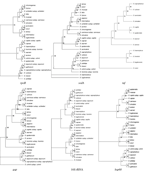 FIG. 1. Neighbor-joining tree based on the 931- to 933-bp gapphylogenetic relationships among the staphylococcal species selected for this study