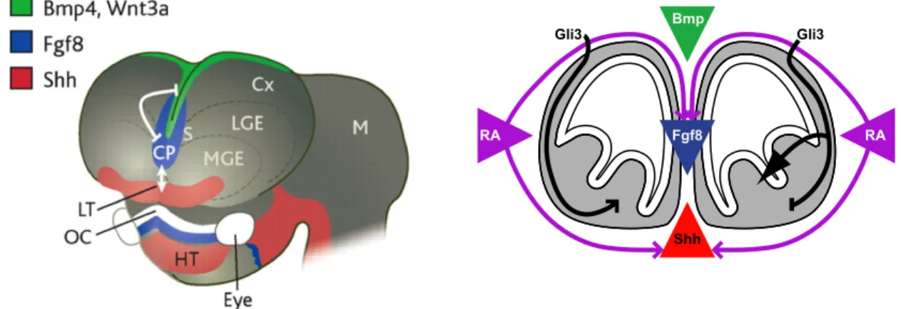 Figure 2: Mosaic of M/E signaling centers in the developing brain 