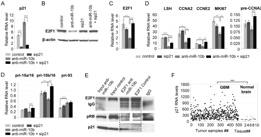 Figure 4: Repression of E2F1 and E2F1 target genes by inhibition of miR-10b is p21-dependent