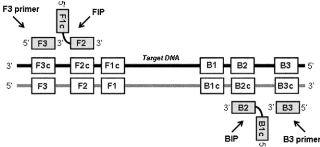 FIG. 1. General location of the LAMP primer set in relation to previously deﬁned regions of the target DNA