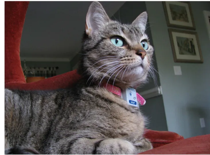 Fig 1. Cat wearing accelerometer. Client-owned cat wearing a collar-mounted Actical ® accelerometer in the typical position on the neck.