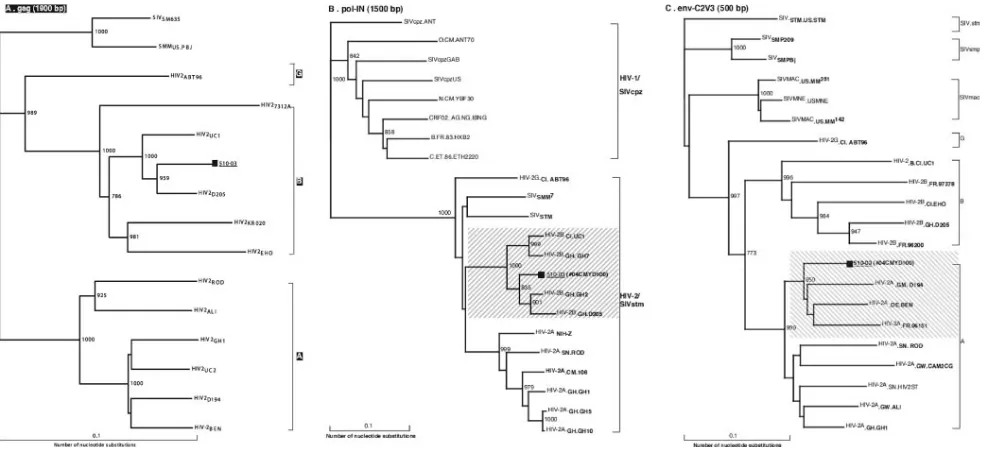 FIG. 2. Phylogenetic trees based on gag-p17/p24polthe number among 1,000 replicates that supported the branching order
