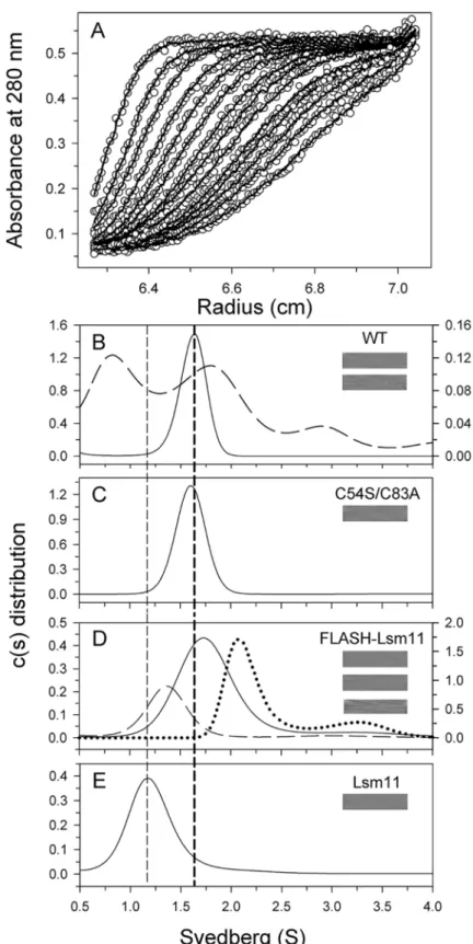 Fig 6. Analytical ultracentrifugation studies of FLASH NTD, FLASH NTD mutants, Lsm11, and FLASH NTD-Lsm11 NTD complex