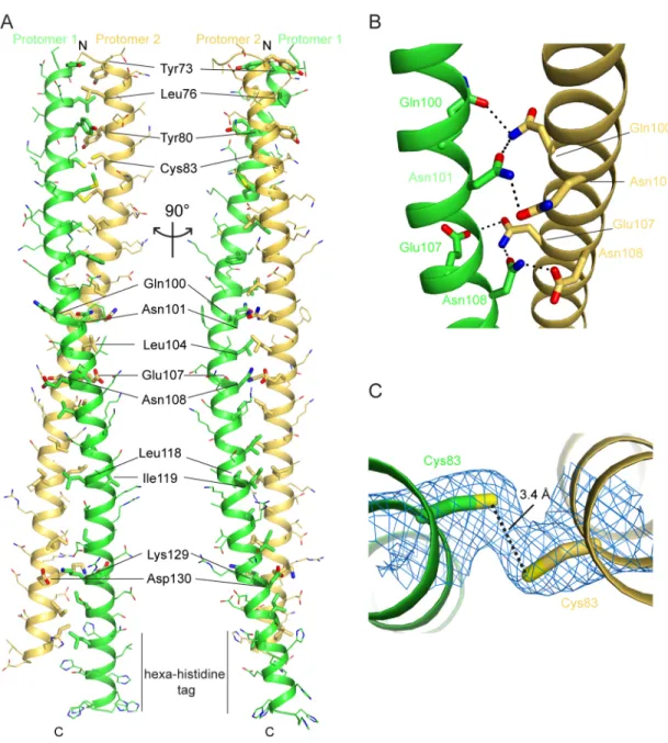 Fig 2. Structure of FLASH NTD dimer. (A) Two views of the FLASH NTD forming a coiled-coil dimer with respective protomers colored in green and yellow orange