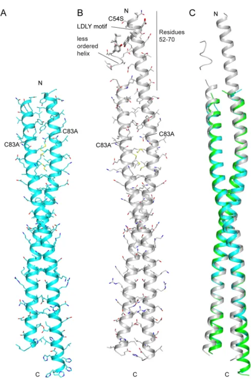 Fig 3. Structures of FLASH NTD C54S/C83A dimer. (A) Structure of FLASH NTD C54S/C83A crystal form 1 (resolution 2.1 Å) showing FLASH dimer without the presence of a disulfide bond