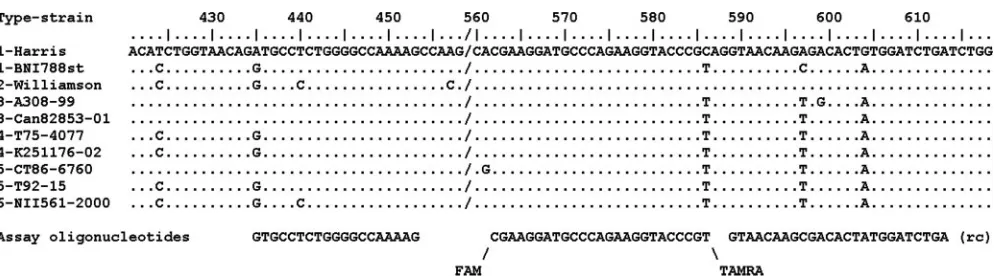FIG. 1. Nucleic acid alignment of the hybridization sites of diagnostic real-time RT-PCR oligonucleotides