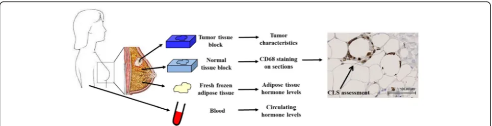 Fig. 1 Overview of samples collected at the time of surgery and including the normal breast tissue blocks used in this analysis for crown-likestructure (CLS) assessment