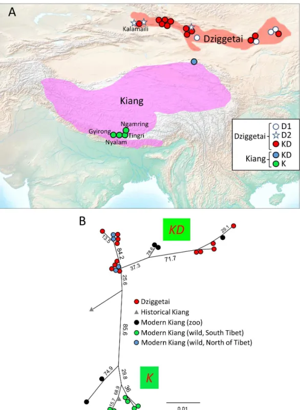 Fig 4. Geographic distribution of the analyzed kiangs and dziggetais and maximum likelihood phylogeny of the K/KD clades