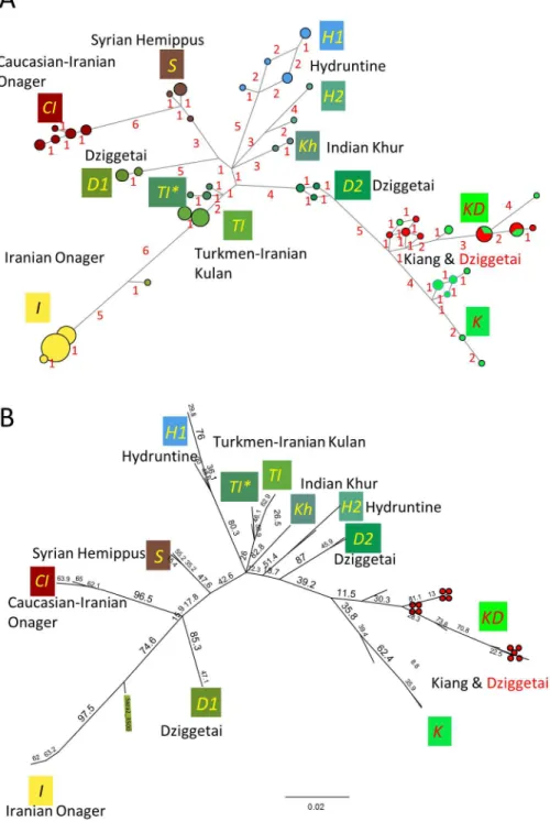 Fig 2. Median joining network analysis (A) and maximum likelihood analysis based on PHYML (B).