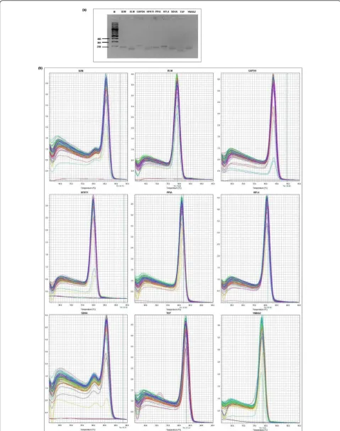 Figure 1 Confirmation of amplicon size and primer specificity of studied genes . (a) Agarose gel electrophoresis showing specific reversetranscription PCR products of the expected size for each gene, M represents DNA size marker