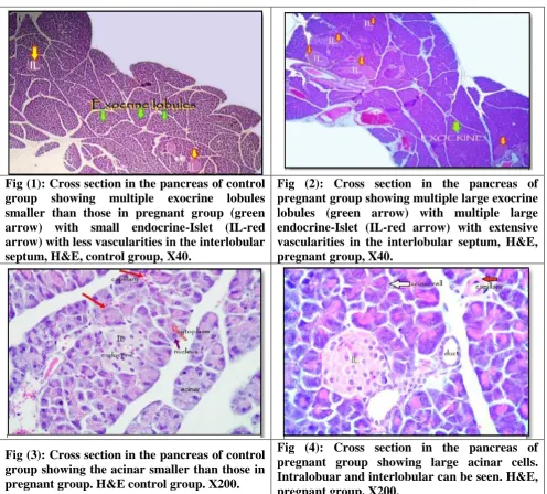 Fig (1): Cross section in the pancreas of control  group showing multiple exocrine lobules 