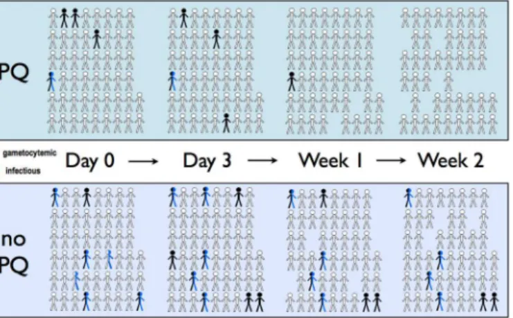 Fig 1. Schematic of gametocyte and mosquito infectivity status through treatment in 101 randomized participants