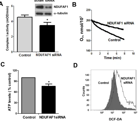 Figure 5: Knockdown of NDUFAF1 causes mitochondrial dysfunction. (A) Inhibition of mitochondrial respiratory chain complex I activity by knockdown of NDUFAF1