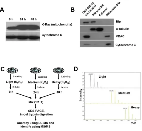 Figure 2: SILAC analysis of mitochondrial proteome in cells with and without K-RasG12V expression
